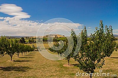 Yarra Glen Orchard Stock Photo