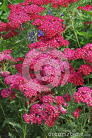 Close-up of Yarroew flowers Stock Photo