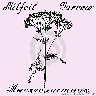 Yarrow Achillea millefolium hand drawn sketch botanical illustration Cartoon Illustration