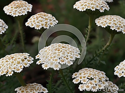 Yarrow (Achillea millefolium) Stock Photo