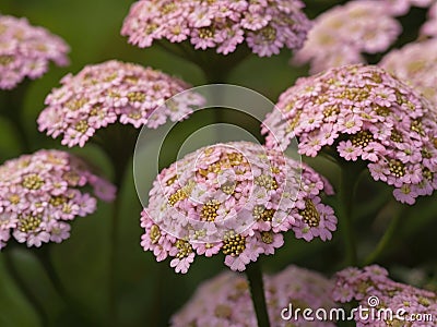 Yarrow (Achillea millefolium) Stock Photo