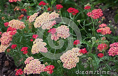 Yarrow (Achillea) Stock Photo