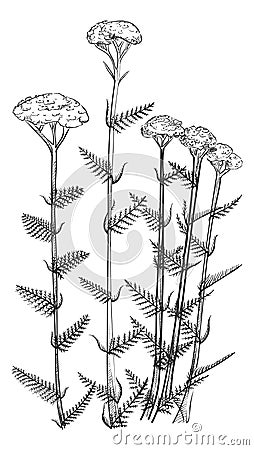 Yarrow flower botanical illustration. Hand drawn achillea plant Vector Illustration