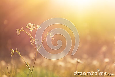 Yarrow flower in bright sunlight. Beautiful summer background with a blurred field of daisies Stock Photo