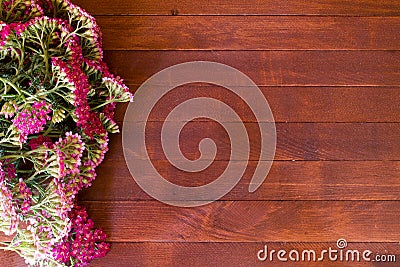 Yarrow flower Stock Photo