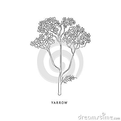 Yarrow Hand Drawn Realistic Sketch Vector Illustration