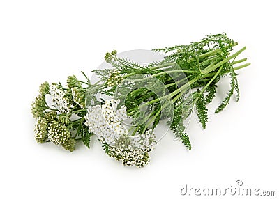 Yarrow herb Stock Photo
