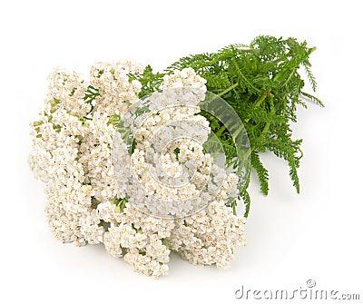 Yarrow herb Stock Photo