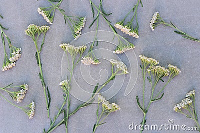 Yarrow herb flowers on canvas background Stock Photo