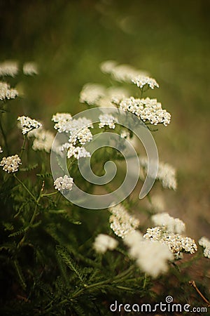 Yarrow herb with white flowers grow in the summer garden Stock Photo