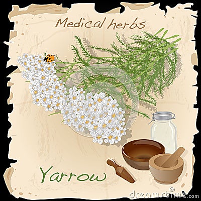 Yarrow. Medical Herb. Vector Illustration