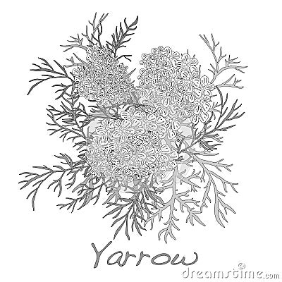 Yarrow. Medical Herb. Vector. Vector Illustration