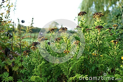 Yarrow offers antibacterial and wound healing properties Stock Photo