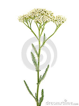 Yarrow plant (Achillea millefolium ) Stock Photo