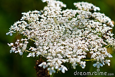 Yarrow plant flower head Stock Photo