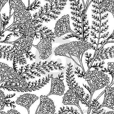 Yarrow seamless pattern Vector Illustration