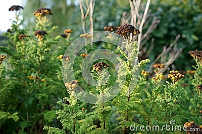 Yarrow is a styptic with wound healing properties Stock Photo