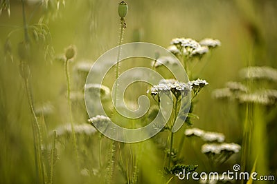 Yarrow Umbels on the Summer Meadow Stock Photo