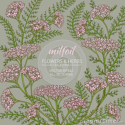 Yarrow vector frame Vector Illustration