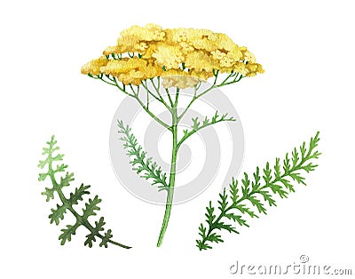 Yarrow yellow flower set. Watercolor illustration. Hand drawn milfoil wild organic herb element collection. Yarrow Cartoon Illustration