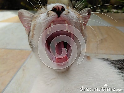 Yawn cat Stock Photo