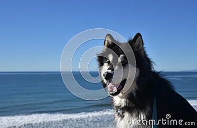 Yawning Alusky Dog Sitting by the ocean Stock Photo