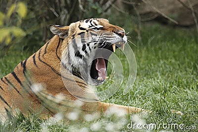 Yawning amur tiger Stock Photo