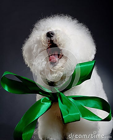 Yawning bichon frise Stock Photo