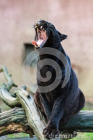 Yawning black panther Stock Photo