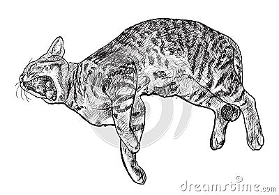 Yawning cat Vector Illustration