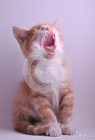 Image result for cute cat yawning