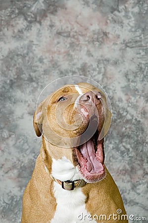 Yawning dog Stock Photo