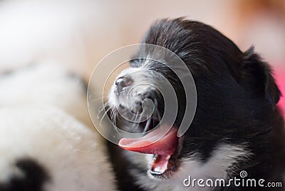 Yawning Dog mammal Stock Photo