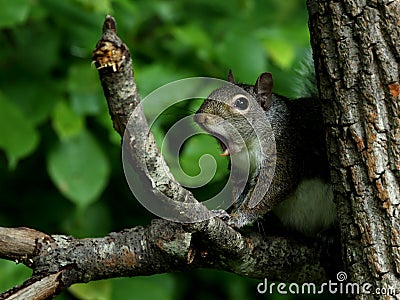 Yawning eastern gray squirrel Stock Photo