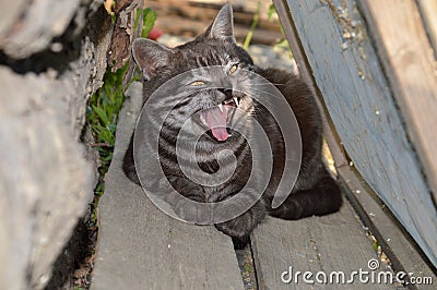 Yawning gray cat lies outside Stock Photo