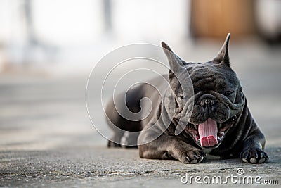 Yawning gray frenc bulldog while sitting on the pavement Stock Photo