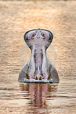 Yawning hippo Stock Photo