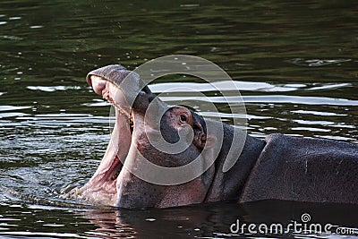 Yawning Hippo Stock Photo