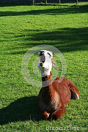 Yawning Lama on the grass Stock Photo