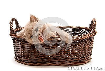 Yawning Lilac Kitten In A Basket Stock Photo
