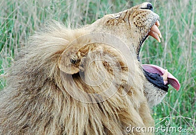 Yawning Lion Stock Photo