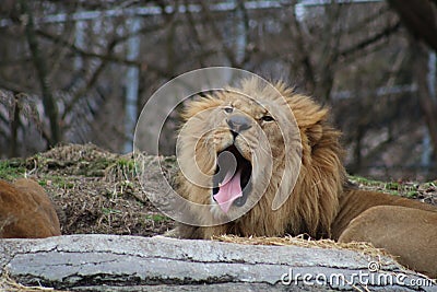 Yawning lion Stock Photo