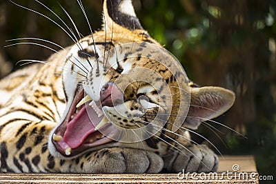 Yawning Ocelot Close Up Stock Photo