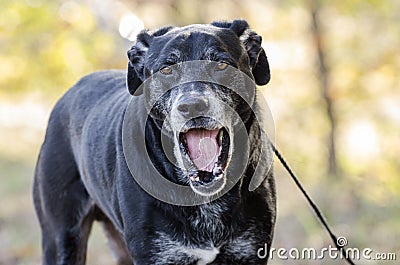 Yawning old Back Labrador Retriever dog with gray muzzle Stock Photo