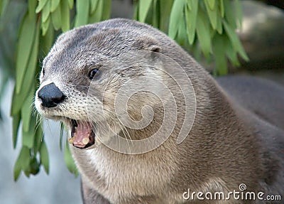 Yawning Otter Stock Photo