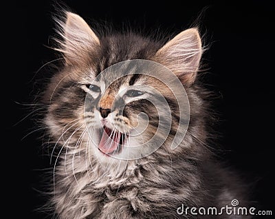 Yawning siberian kitten Stock Photo