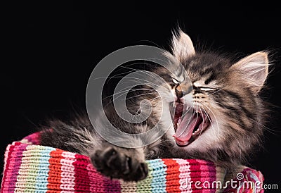 Yawning siberian kitten Stock Photo