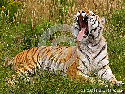 Yawning Siberian tiger Stock Photo