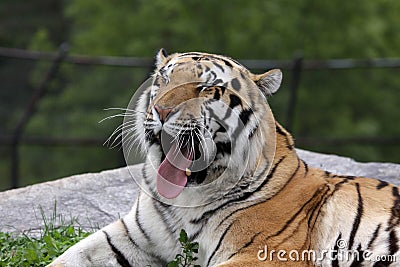 Yawning Siberian Tiger Stock Photo