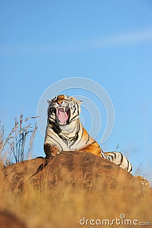 Yawning Tiger Stock Photo
